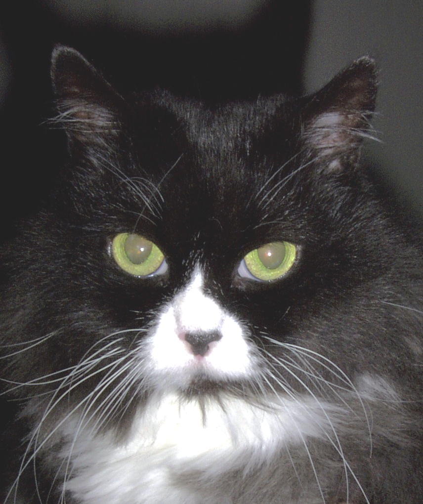 katzen3.jpg